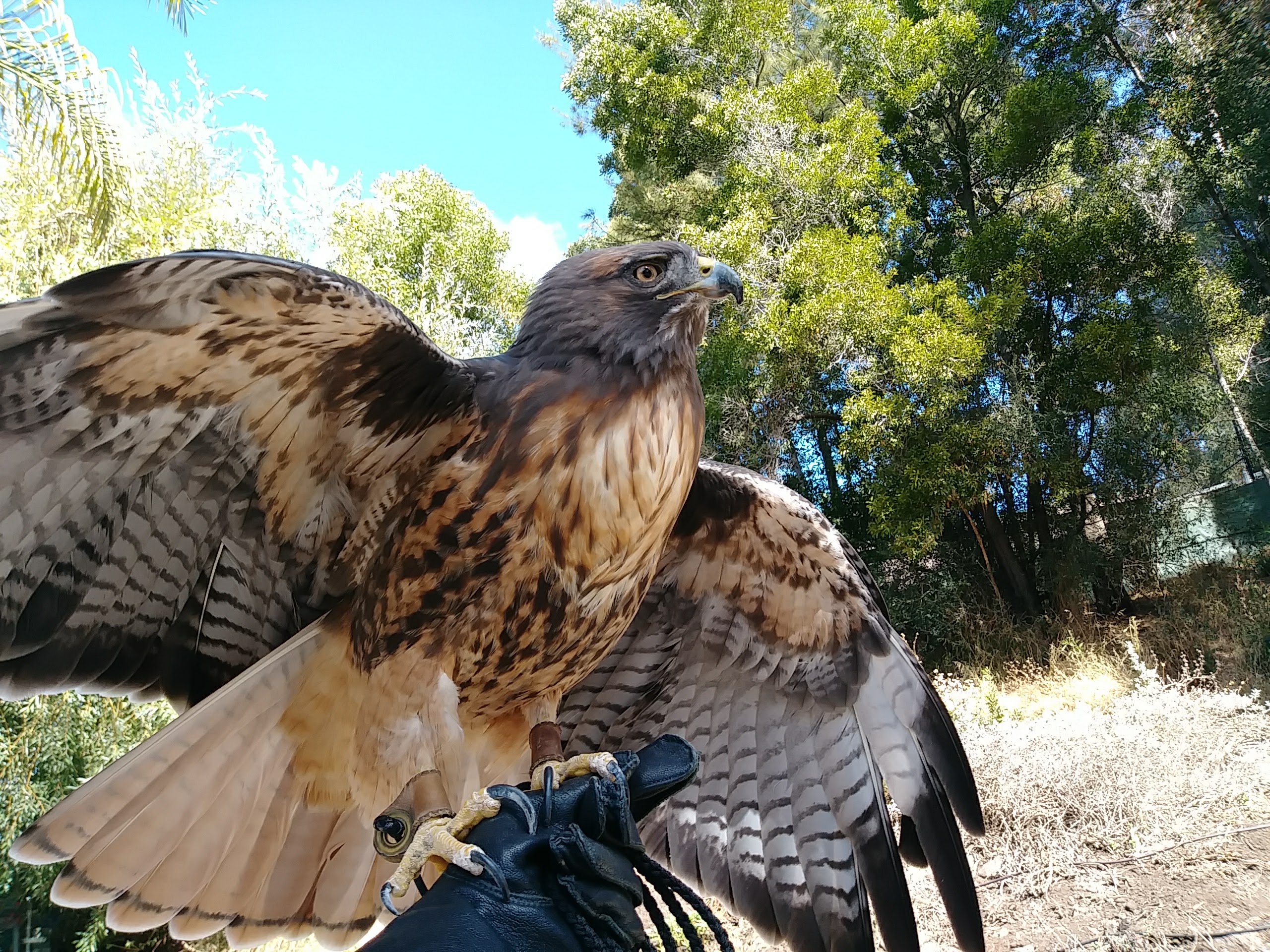 Oakland Zoo RedTailed Hawk